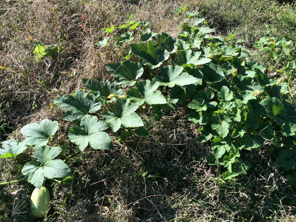 サイズ変更IMG_4505_193