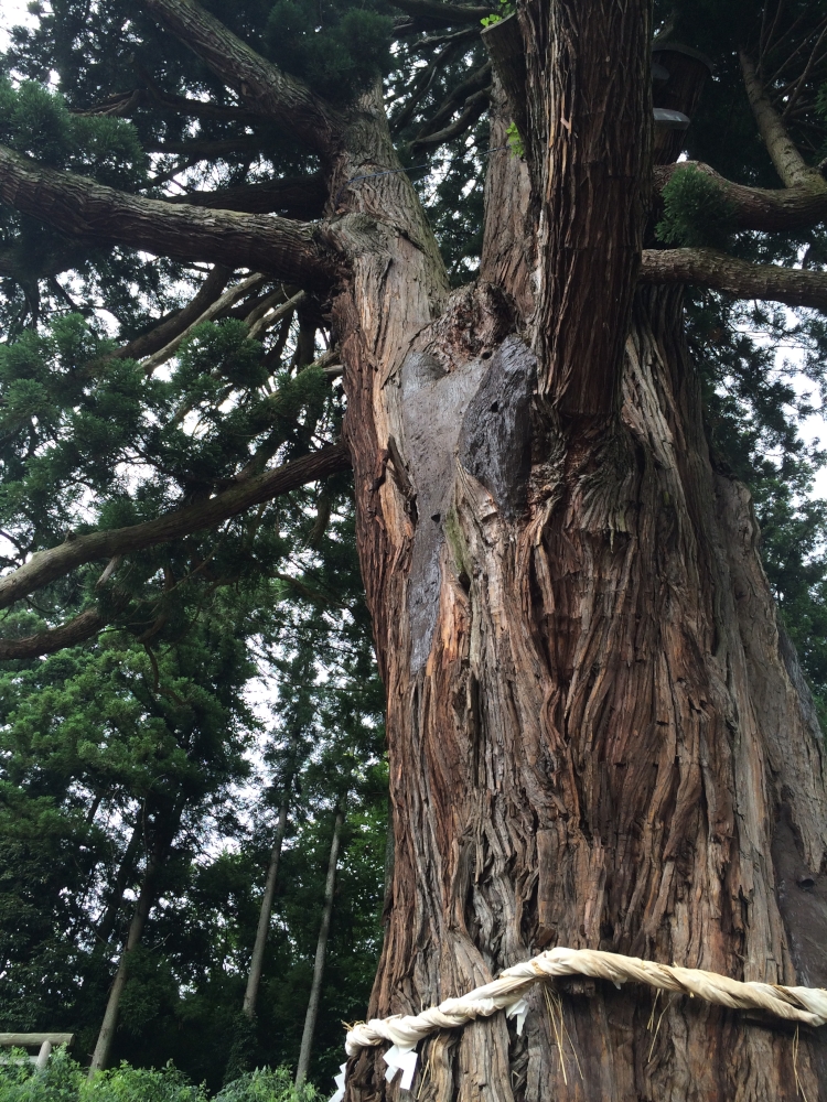 サイズ変更IMG_5139